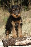 AIREDALE TERRIER 068